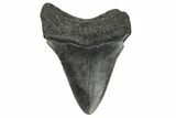 Fossil Megalodon Tooth - South Carolina #187781-1
